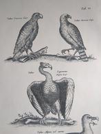 Oude Prent Roofvogels, Verzamelen, Foto's en Prenten, Verzenden, Voor 1940, Gebruikt