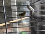 Te koop man en pop Kanarie, Dieren en Toebehoren, Vogels | Kanaries, Meerdere dieren, Kleurkanarie