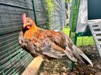 Gezocht liefdevolle plek voor drentse hoen haan, Dieren en Toebehoren, Pluimvee, Mannelijk, Kip