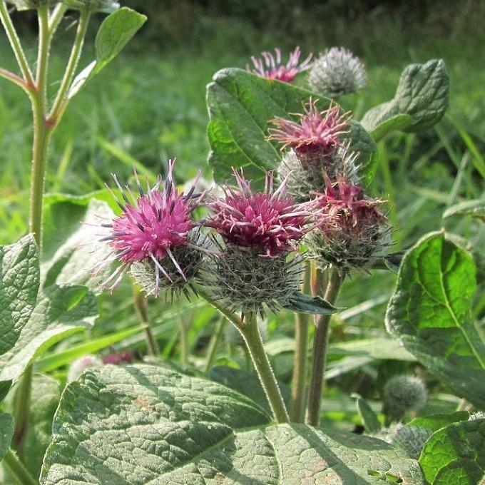 zaden van diverse tuinplanten, Tuin en Terras, Planten | Tuinplanten, Overige soorten, Volle zon, Ophalen of Verzenden