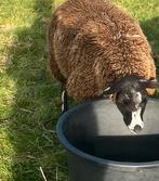 Mooi bont ooilam, Dieren en Toebehoren, Schapen, Geiten en Varkens, Meerdere dieren, Schaap