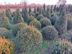 Taxus bollen, Tuin en Terras, Taxus, Ophalen