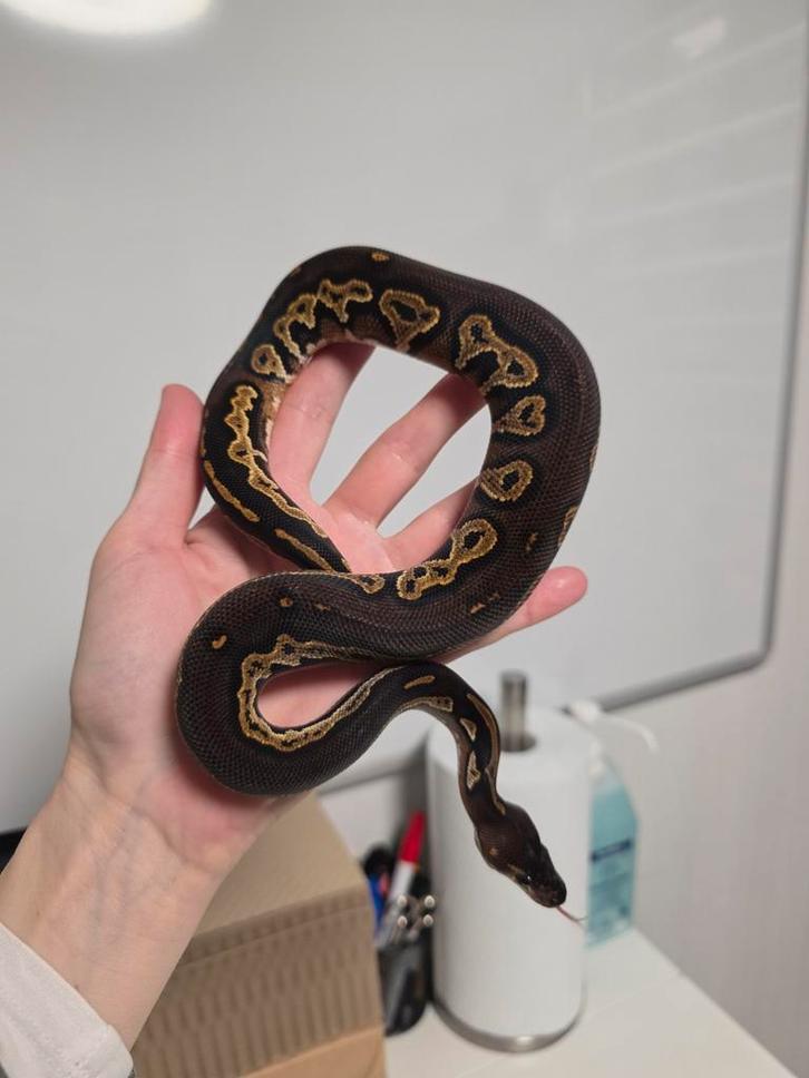 Super Blackhead 100%Hypo/Ghost Python Regius Ball Python - male for sale from G.B