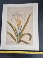 Botanische reproductie uit Florence, Italië, Ophalen of Verzenden