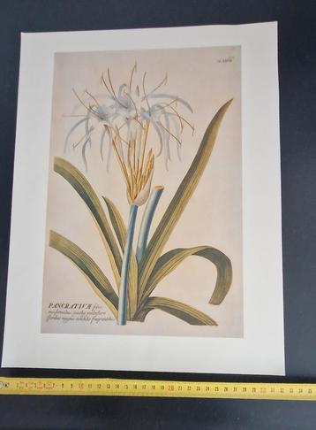 Botanische reproductie uit Florence, Italië beschikbaar voor biedingen