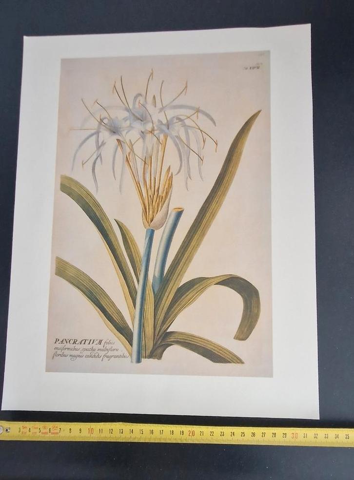 Botanische reproductie uit Florence, Italië, Antiek en Kunst, Kunst | Litho's en Zeefdrukken, Ophalen of Verzenden