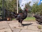 Araucana haan patrijs 4 mnd zoekt erf met leuke hennen, Dieren en Toebehoren, Pluimvee, Mannelijk, Kip