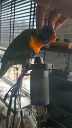 lori papegaaien meisje, Dieren en Toebehoren, Vrouwelijk, Parkiet, Tam