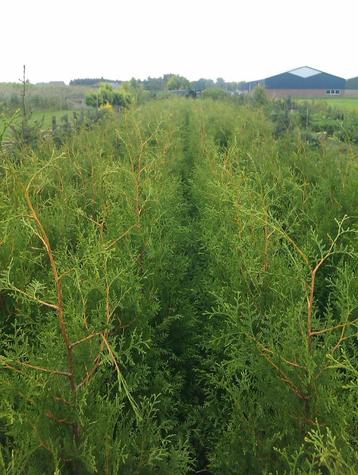Haagconiferen Thuja Brabant en King of Brabant 100 tm 180cm beschikbaar voor biedingen