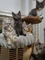 Schitterende Maine coon kittens met stamboom mogen verhuizen, Meerdere dieren, Gechipt