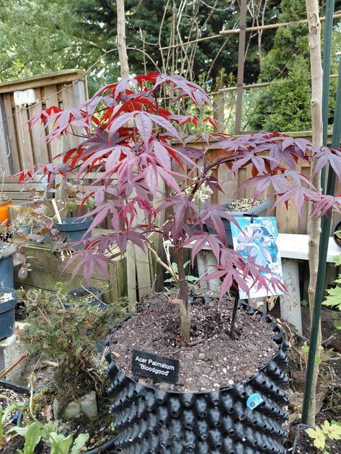 Acer palmatum 'Bloodgood' op stam, Tuin en Terras, Planten | Bomen, Overige soorten, Ophalen of Verzenden