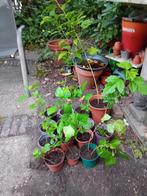 Hibiscus planten, Ophalen, Zomer, Overige soorten, Halfschaduw