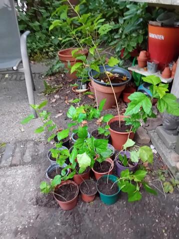 Hibiscus planten beschikbaar voor biedingen