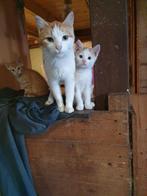 Kitten, katertje 2 stuks, Kater, Kortharig, 0 tot 2 jaar