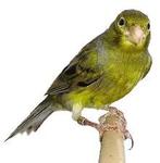 !Gezocht! Timbrado of Raza espagnola man of groenling, Dieren en Toebehoren, Mannelijk, Tropenvogel