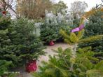 Nordmann Kerstbomen - Prachtige kwaliteit!, Bloeit niet, Overige soorten, 100 tot 250 cm, Ophalen