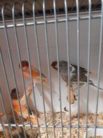 Harlekijn kanaries, Dieren en Toebehoren, Vogels | Kanaries, Meerdere dieren, Kleurkanarie