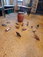 Duiven, Dieren en Toebehoren, Vogels | Duiven, Meerdere dieren, Overige soorten