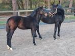 2 dressuur merrie veulens en 1 spring hengstveulen te koop, Dieren en Toebehoren, Hengst, Dressuurpaard, Gechipt, 0 tot 2 jaar