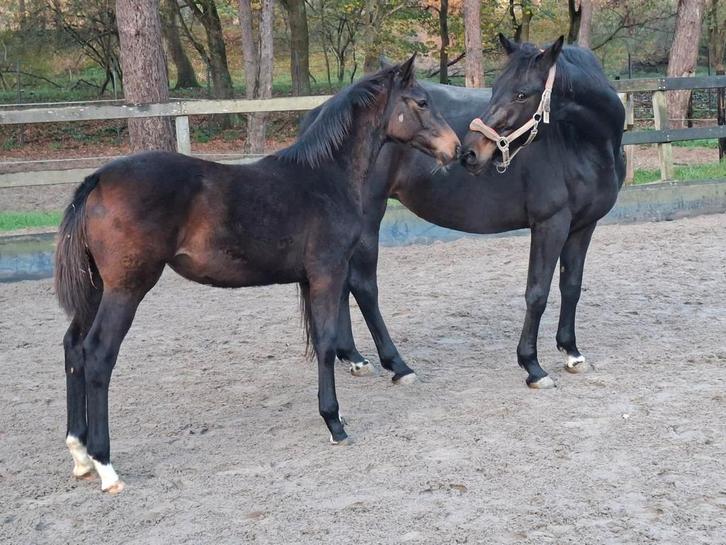 2 dressuur merrie veulens en 1 spring hengstveulen te koop, Dieren en Toebehoren, Paarden, Hengst, 0 tot 2 jaar, Dressuurpaard