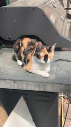 Sarah, Dieren en Toebehoren, Katten en Kittens | Overige Katten, Poes