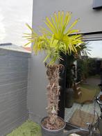 Palm 230cm hoog, Tuin en Terras, Volle zon, Bloeit niet, Verzenden, 100 tot 250 cm