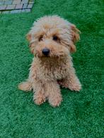 Prachtige toypoedel dekreu red  24 cm, 15 weken tot 1 jaar, Reu, Parvo, Eén hond