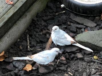 2 Diamantduifjes beschikbaar voor biedingen