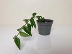 Baby hoya bella, populaire kamerplantje, Overige soorten, Ophalen of Verzenden, In pot, Minder dan 100 cm