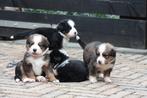 Berner sennen pups, Dieren en Toebehoren, 8 tot 15 weken, Meerdere, Meerdere dieren, Nederland