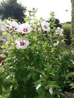 HIBISCUS PLANTEN, Tuin en Terras, Planten | Tuinplanten, Ophalen, Vaste plant, Overige soorten, Halfschaduw