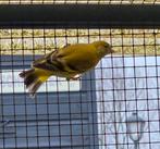 Zwartkopsijzen, Dieren en Toebehoren, Vogels | Overige Vogels, Meerdere dieren