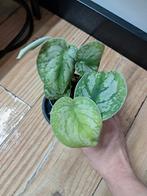 Scindapsus (?), Ophalen of Verzenden, Halfschaduw, Minder dan 100 cm