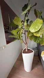 Ficus Liriata op stam. Hydrocultuur., Groene kamerplant, Ophalen, Ficus, 150 tot 200 cm