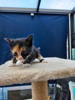 4 lieve kittens zoeken een fijn huis, Dieren en Toebehoren, Katten en Kittens | Raskatten | Korthaar, Poes
