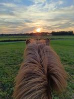 Privé stalling IJslandse paarden, Dieren en Toebehoren, Stalling en Weidegang, Weidegang, 2 of 3 paarden of pony's
