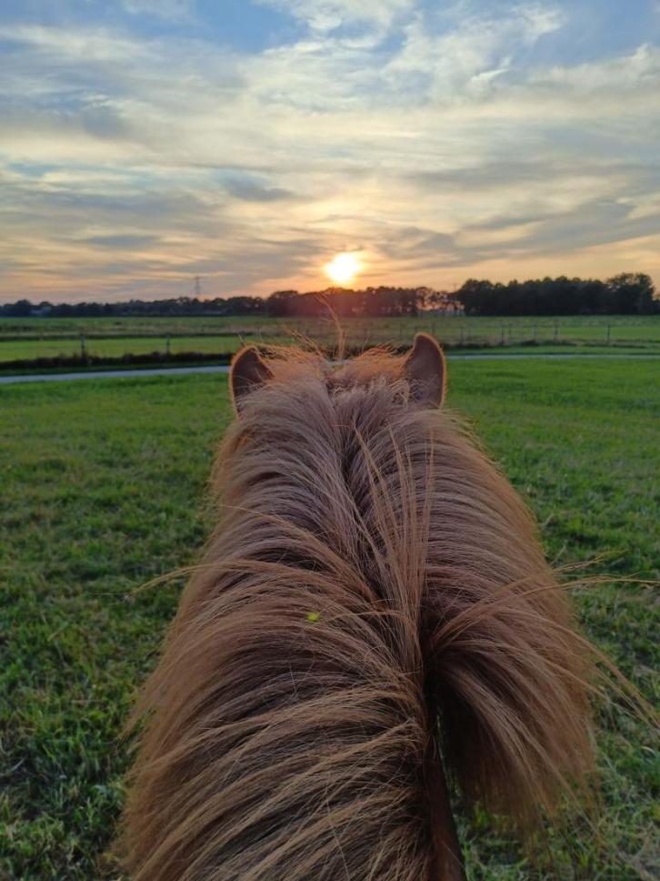Privé stalling IJslandse paarden, Dieren en Toebehoren, Stalling en Weidegang, Stalling, Weidegang, 2 of 3 paarden of pony's