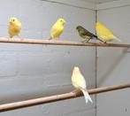 Raza espagnol, Dieren en Toebehoren, Vogels | Kanaries, Meerdere dieren, Kleurkanarie