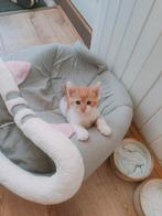 4 Rood-witte  kittens geboren op 13-07-2025, Dieren en Toebehoren, Katten en Kittens | Dekkaters