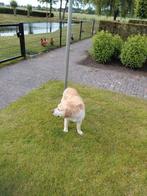 Labrador te koop!, 6 jaar of ouder, Teef, Labrador retriever, Eén hond