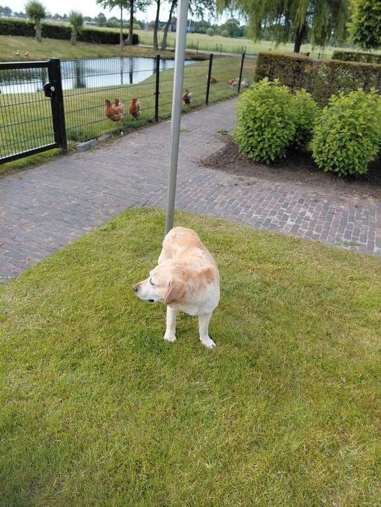 Labrador te koop!, Dieren en Toebehoren, Honden | Retrievers, Spaniëls en Waterhonden, Teef, Labrador retriever, Particulier, Eén hond