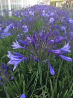 Agapanthus blauw en wit, Tuin en Terras, Zomer, Vaste plant, Overige soorten, Ophalen