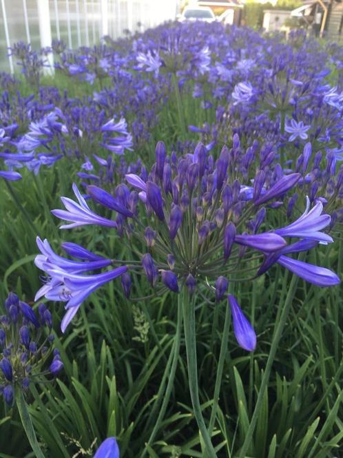 Agapanthus blauw en wit, Tuin en Terras, Planten | Tuinplanten, Vaste plant, Overige soorten, Volle zon, Zomer, Ophalen