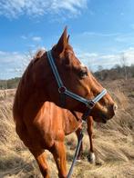 Super lief paard te koop, Dieren en Toebehoren, Paarden, Ruin, Recreatiepaard