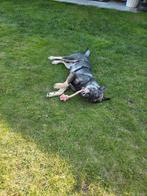 Ter adoptie lieve Fiona  ♀️                    ( herdermix ), Dieren en Toebehoren, Particulier, Rabiës (hondsdolheid), 1 tot 2 jaar