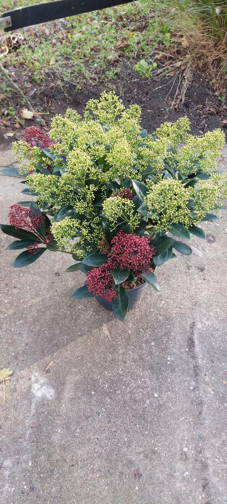 Skimmia Japonica - Sierheester voor de tuin, Tuin en Terras, Planten | Tuinplanten, Vaste plant, Overige soorten, Halfschaduw