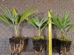 Mooie trachycarpus wagerianus met originele bladeren., Ophalen of Verzenden, Overige soorten, Volle zon