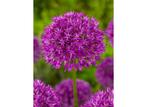 Allium purple sensation, Tuin en Terras, Bloembollen en Zaden, Gehele jaar, Bloembol, Verzenden, Volle zon