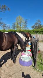 Uniek plekje vrij in paddock paradise te bergen!, Dieren en Toebehoren, Stalling en Weidegang, Weidegang, 1 paard of pony