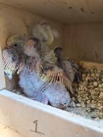 Jonge parkietjes binnenkort beschikbaar, Dieren en Toebehoren, Vogels | Parkieten en Papegaaien